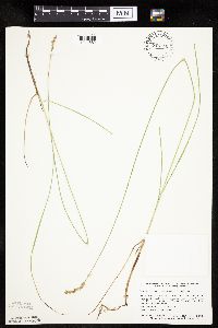 Carex praegracilis image