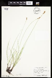 Carex praegracilis image