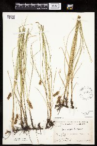 Carex praegracilis image