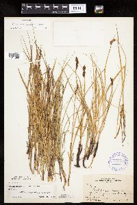 Carex praegracilis image