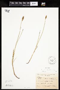 Carex praegracilis image