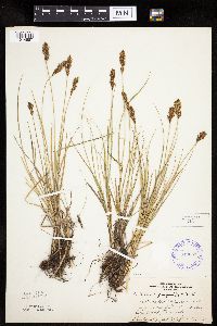 Carex praegracilis image
