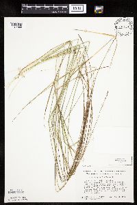 Carex praegracilis image
