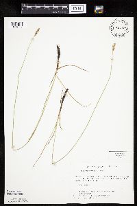 Carex praegracilis image