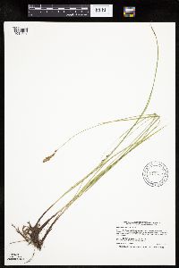 Carex praegracilis image