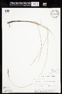 Carex praegracilis image