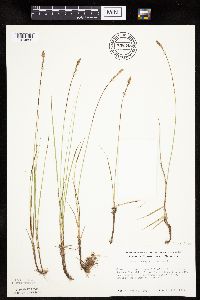 Carex praegracilis image