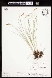 Carex praegracilis image
