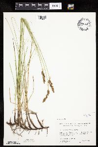 Carex praegracilis image