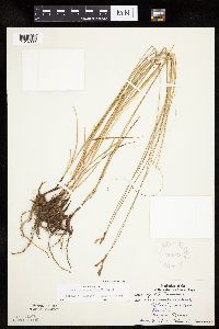 Carex praegracilis image