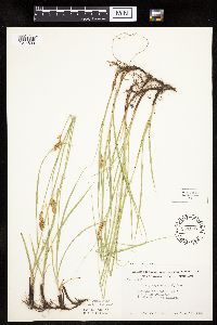Carex praegracilis image