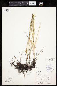 Carex praegracilis image