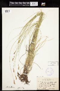 Carex praegracilis image