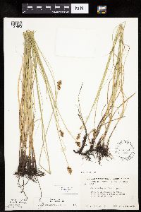 Carex praegracilis image