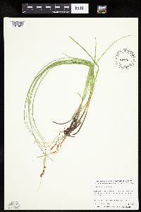 Carex praegracilis image