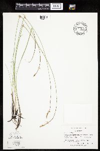 Carex praegracilis image