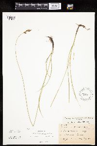Carex praegracilis image