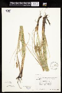 Carex praegracilis image