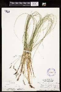 Carex praegracilis image