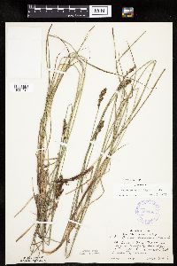 Carex praegracilis image