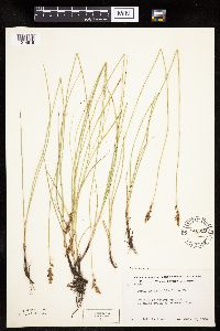 Carex praegracilis image