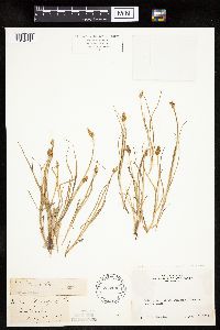 Carex praegracilis image