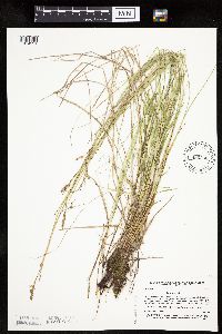Carex prairea image