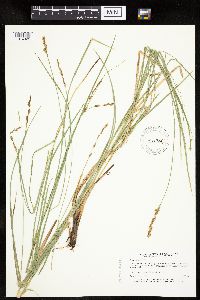 Carex prairea image