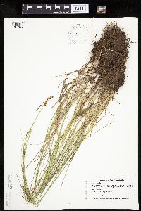 Carex prairea image