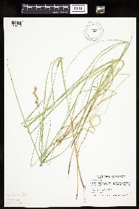 Carex prairea image