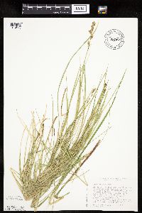 Carex prairea image