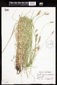 Carex prairea image
