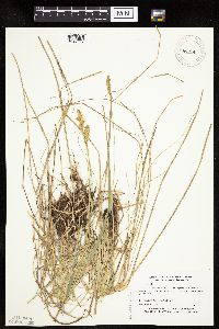 Carex prairea image
