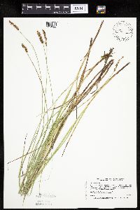Carex diandra image