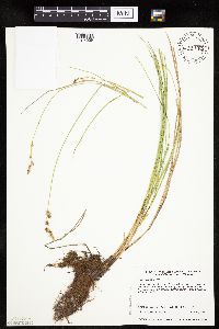 Carex prairea image