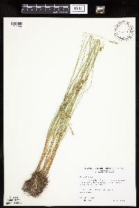 Carex prairea image