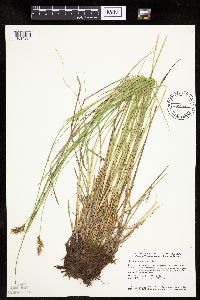 Carex prairea image