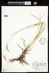 Carex prairea image