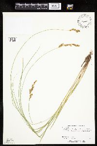 Carex prairea image