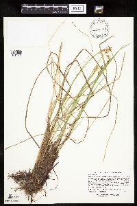 Carex prairea image