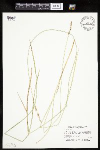Carex prairea image