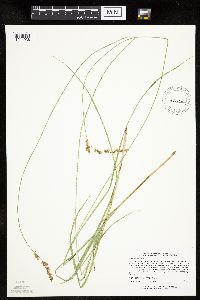Carex prairea image