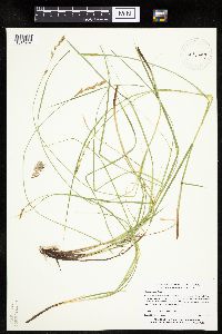 Carex prairea image
