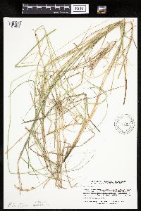 Carex prairea image