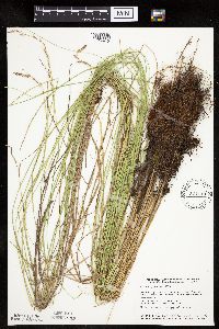 Carex prairea image