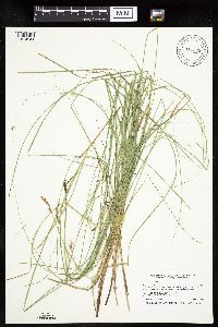 Carex prairea image