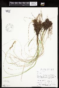Carex prairea image