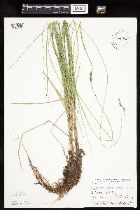 Carex prairea image