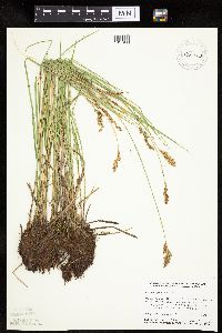 Carex prairea image
