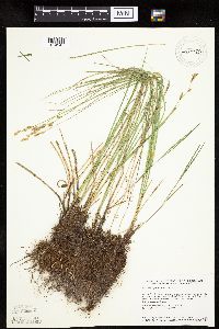 Carex prairea image